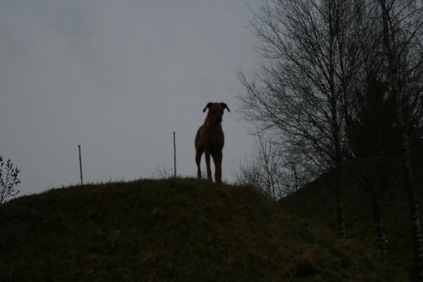 IMG_3660.jpg