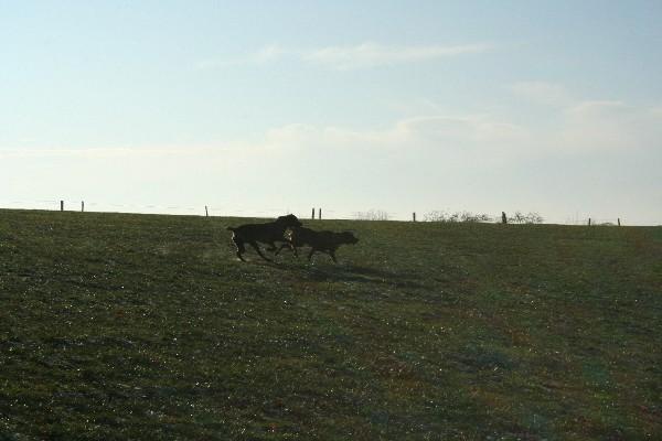 IMG_2281.jpg