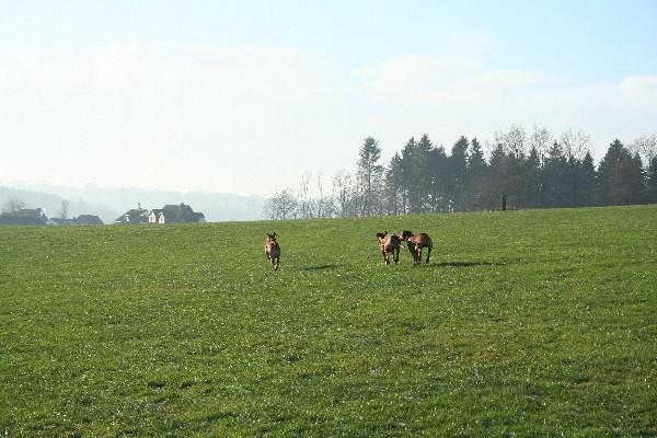 IMG_2363.jpg