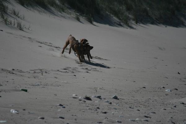 IMG_4175.jpg