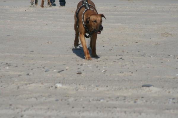 IMG_4275.jpg
