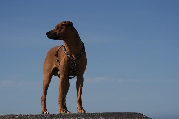 IMG_4335.jpg